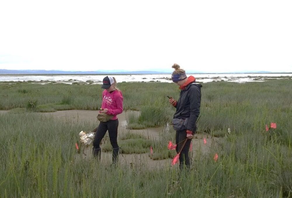 DUC conservation staff in B.C. are managing three different species of Spartina: Spartina anglica, Spartina densiflora, and Spartina patens. They’re also on the look out for Spartina alterniflora, which has been found in Washington.