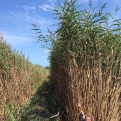 Fighting back against invasive Phragmites