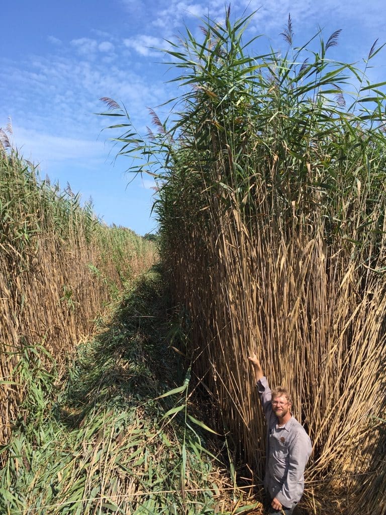 man standing next to tall phragmites