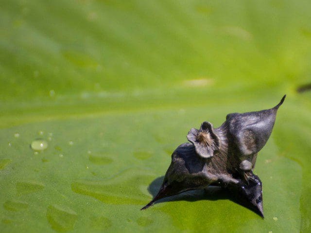 water chestnut