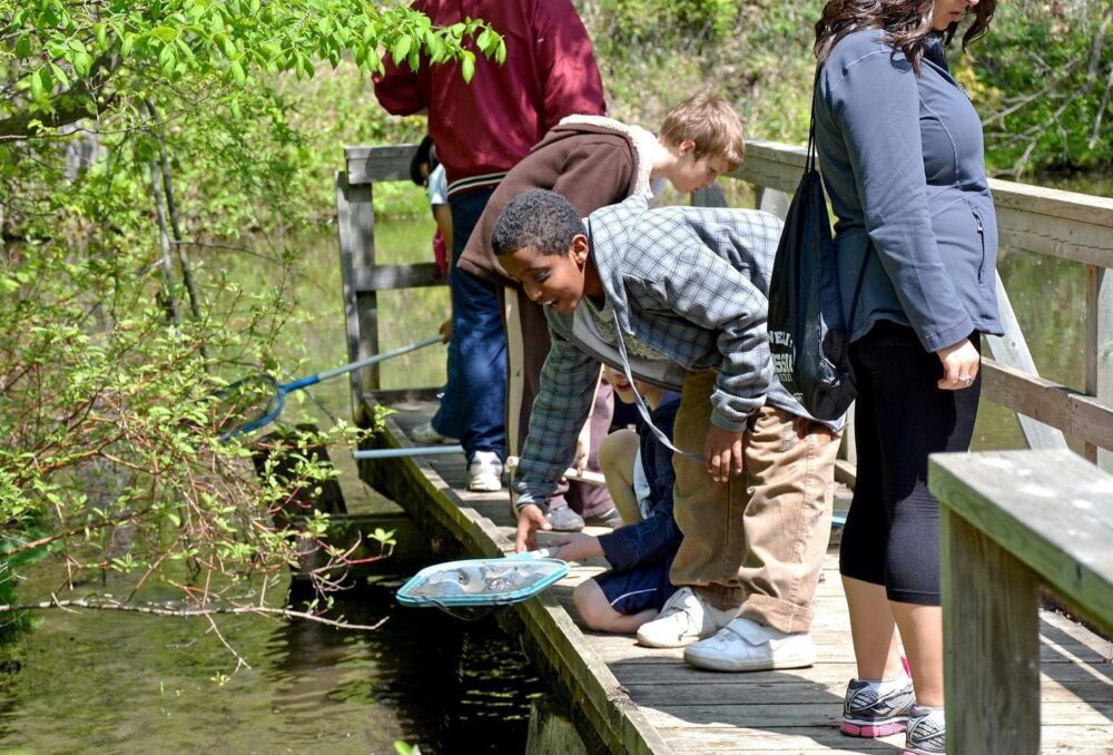 A student enjoys critter-dipping from a wetland boardwalk.