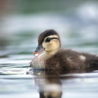 Wood Duck