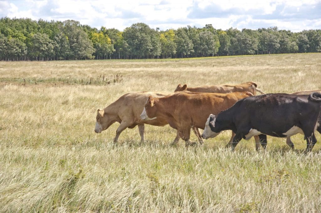 Cattle grazing in a pasture.