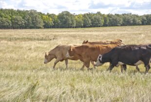 Community Conservation