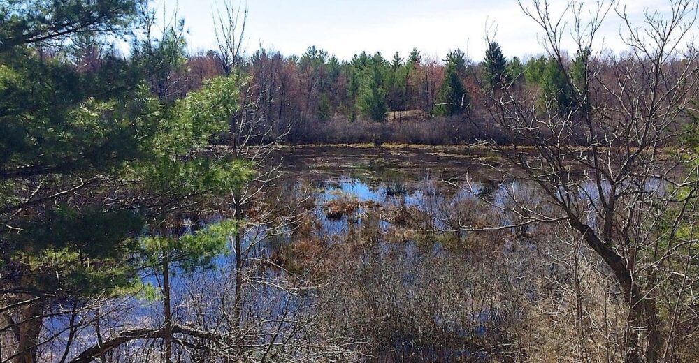 Carp Hills wetlands.