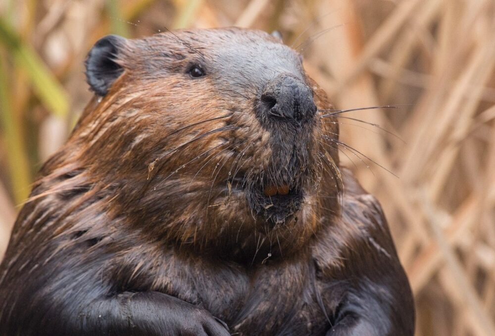 Beaver.