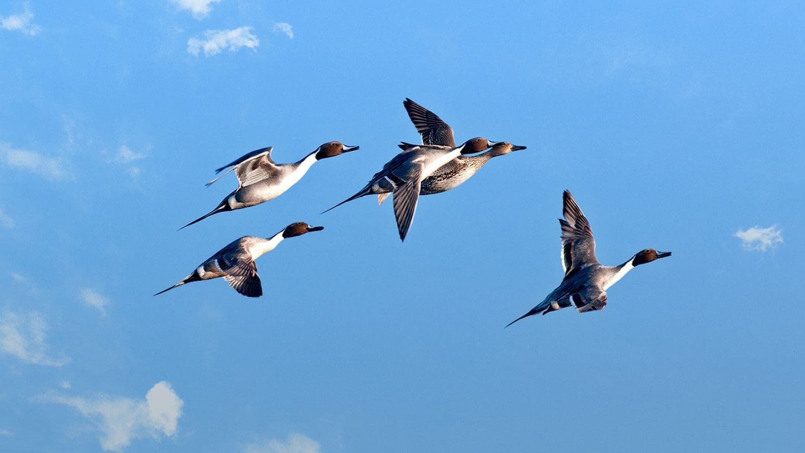 canvasback flock in flight