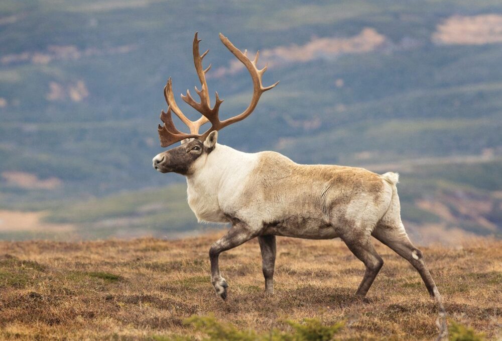 Woodland caribou.