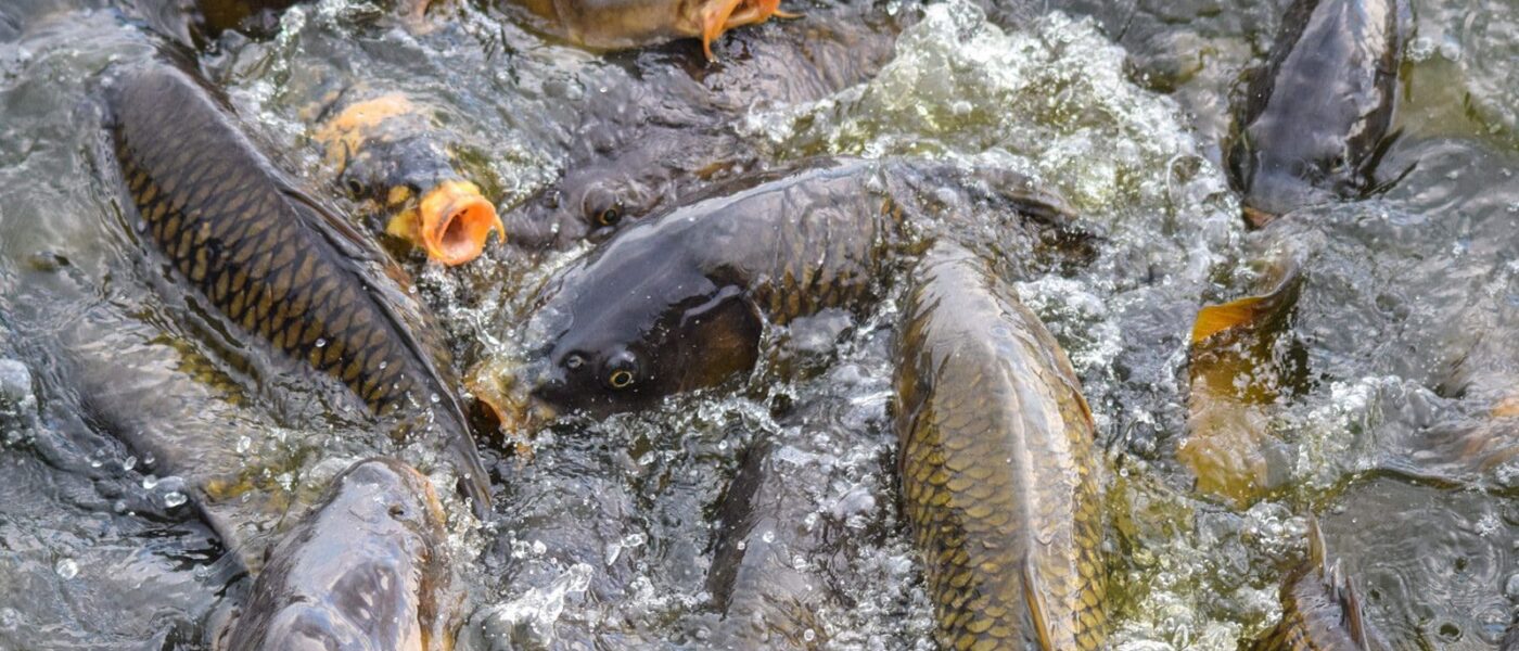 A mass of carp are stopped at the gates of a carp exclusion structure during their spring migration toward Delta Marsh.