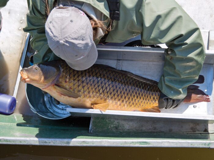 A DUC research technician measures and records a common carp at Delta Marsh.