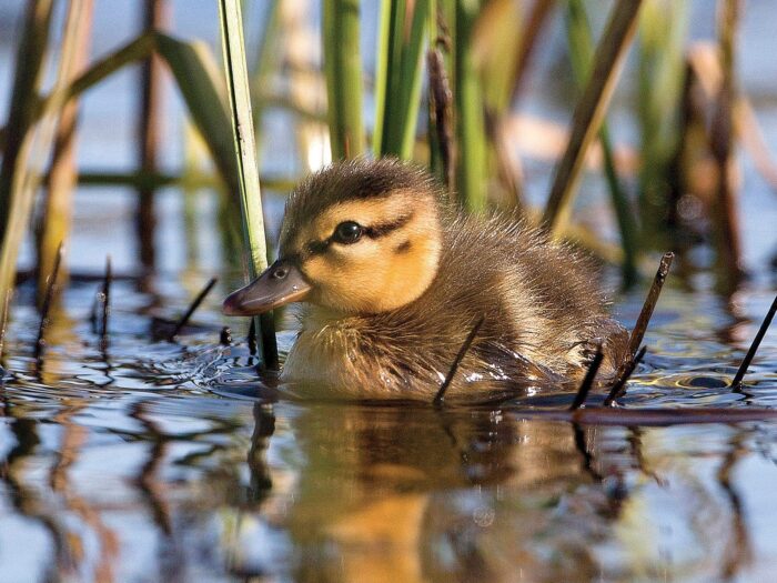 Mallard duckling.