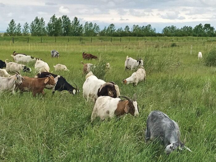 Goats are diving headfirst into leafy spurge at DUC’s Frank Lake project, 50 kilometres southeast of Calgary.