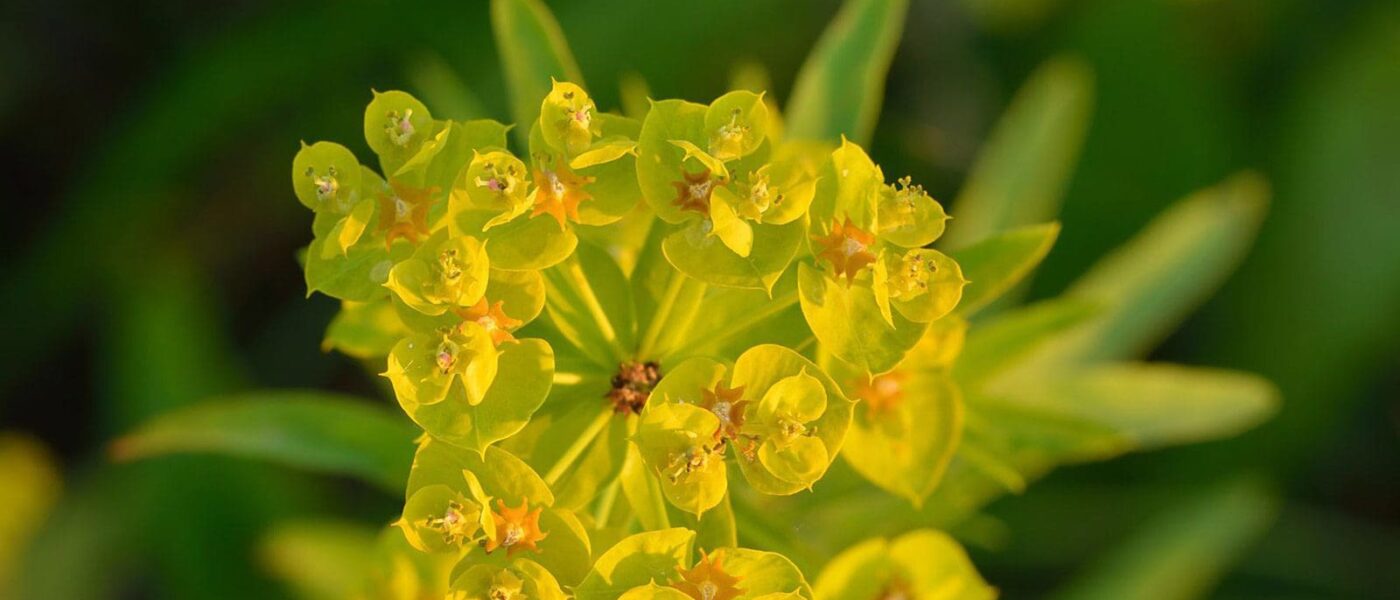 Leafy spurge, an invasive plant species.