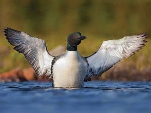 loon flapping wings