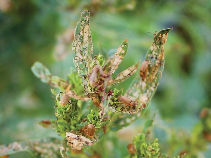 Beetles devour loosestrife on Brokenhead Ojibway Nation in Manitoba.