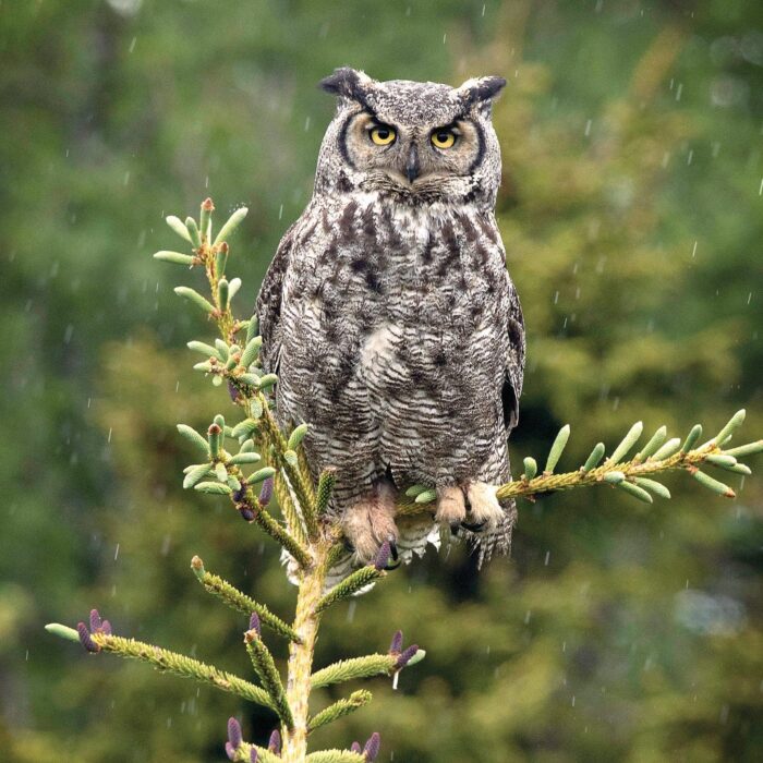Great horned owl.