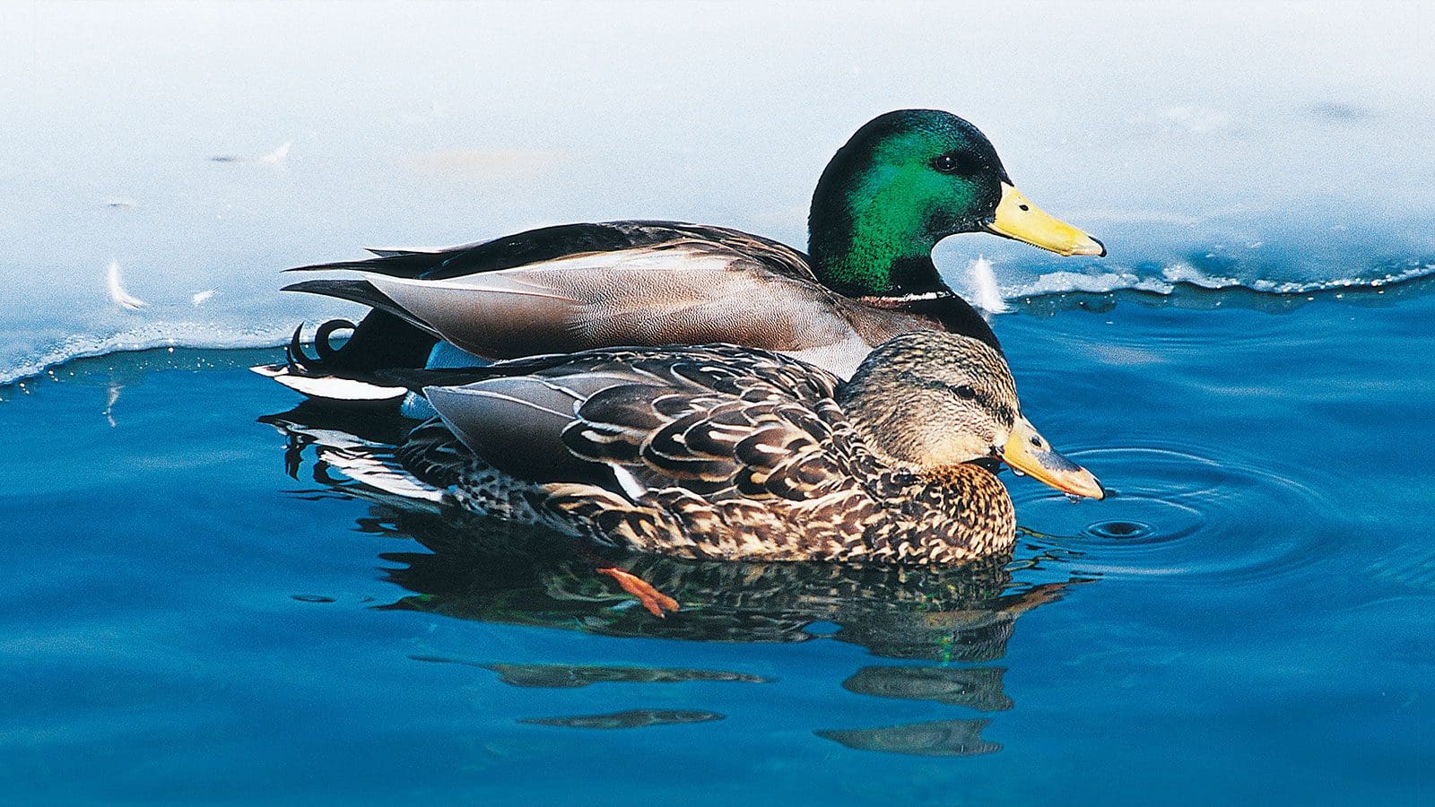 Become a partner  Ducks  Unlimited Canada