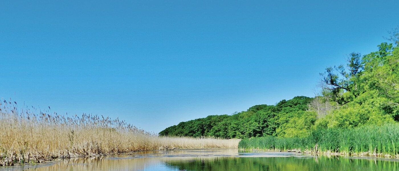 Invasive Phragmites.