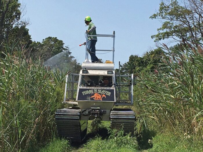 Eric Giles sprays invasive Phragmites at Long Point, Ontario.
