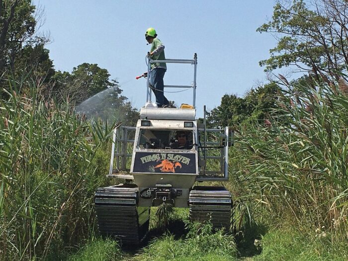 Eric Giles sprays invasive Phragmites at Long Point, Ontario. 