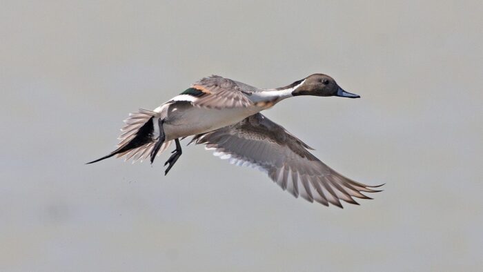 Up to 25 per cent of pintail overwinter in Mexico.