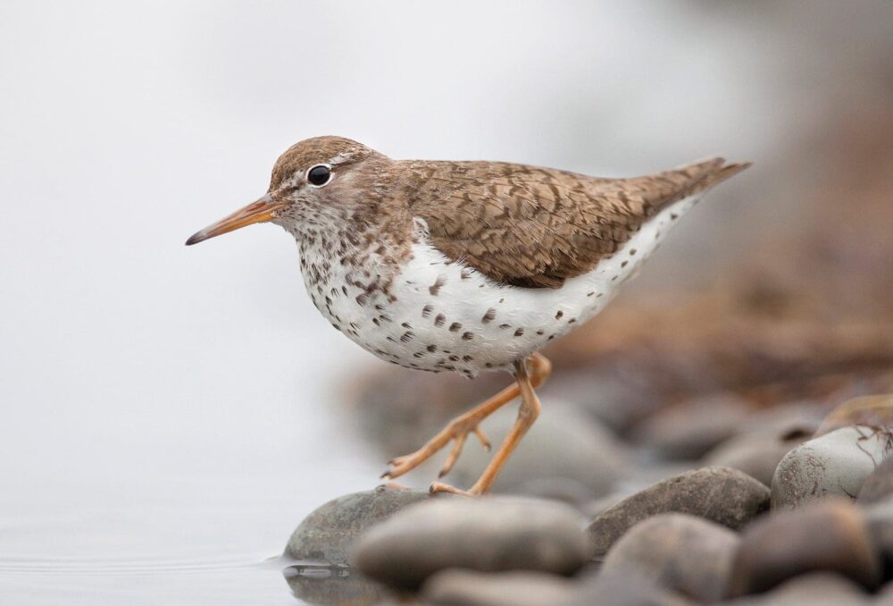 Spotted sandpiper.