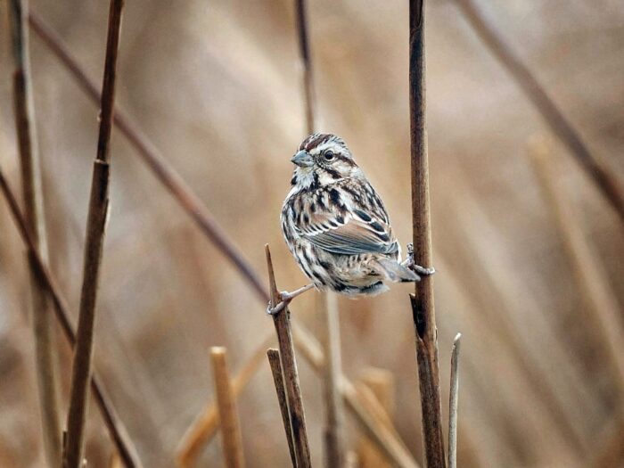 Song sparrow.