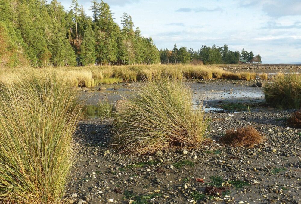 Invasive Spartina along the B.C. Pacific coast. 