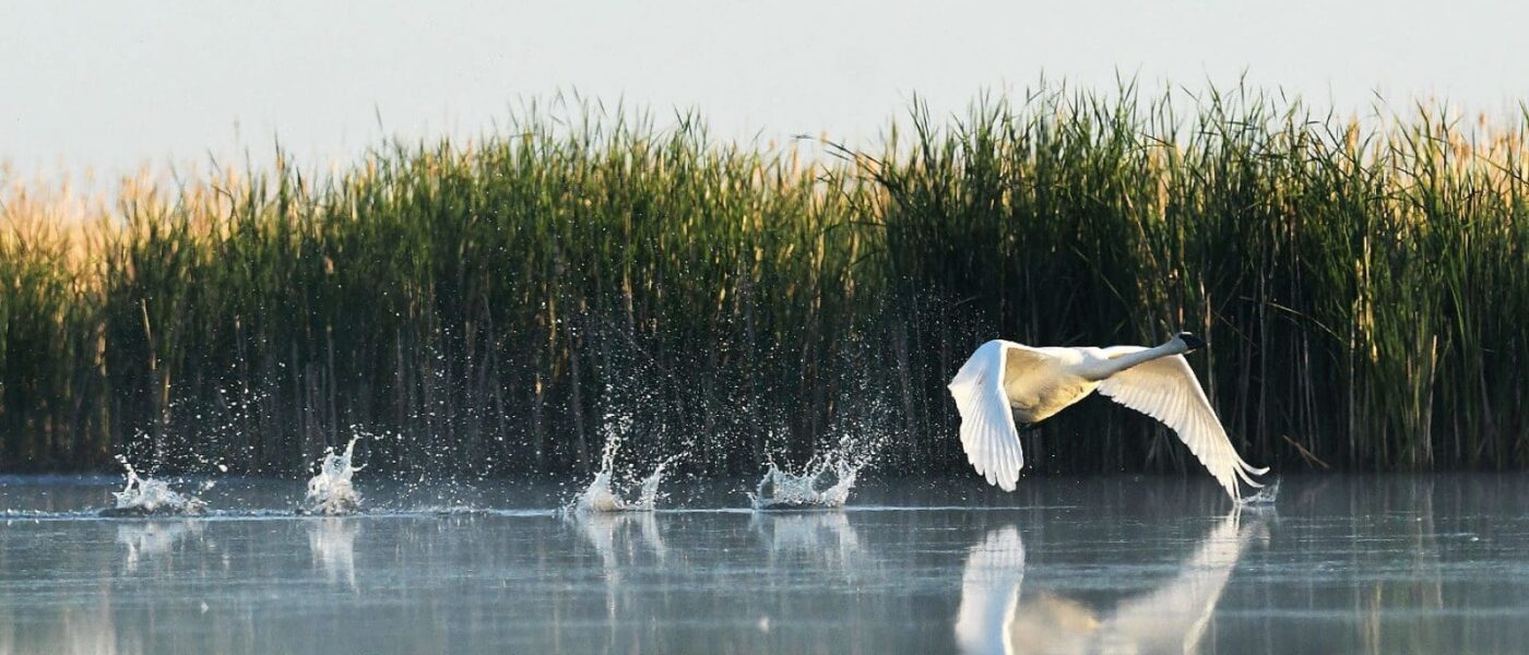A trumpeter swan takes flight.