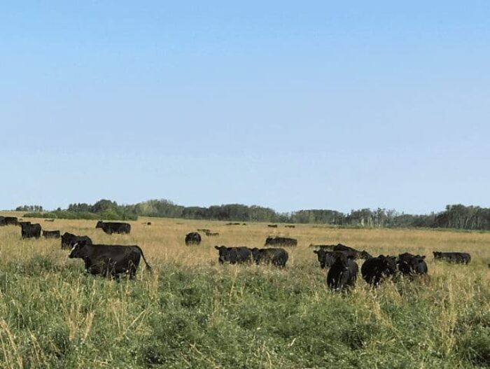 Keown's cattle on grazing land.