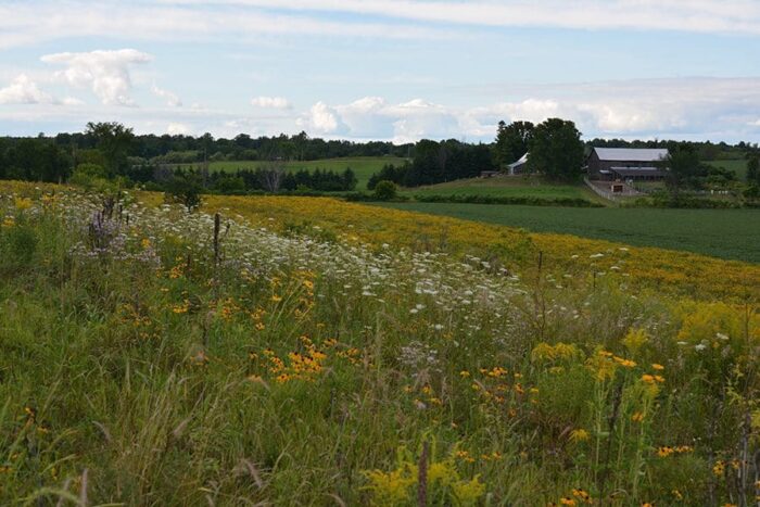 Habitat on Natalie Rowe and Gordon Campbell's property.