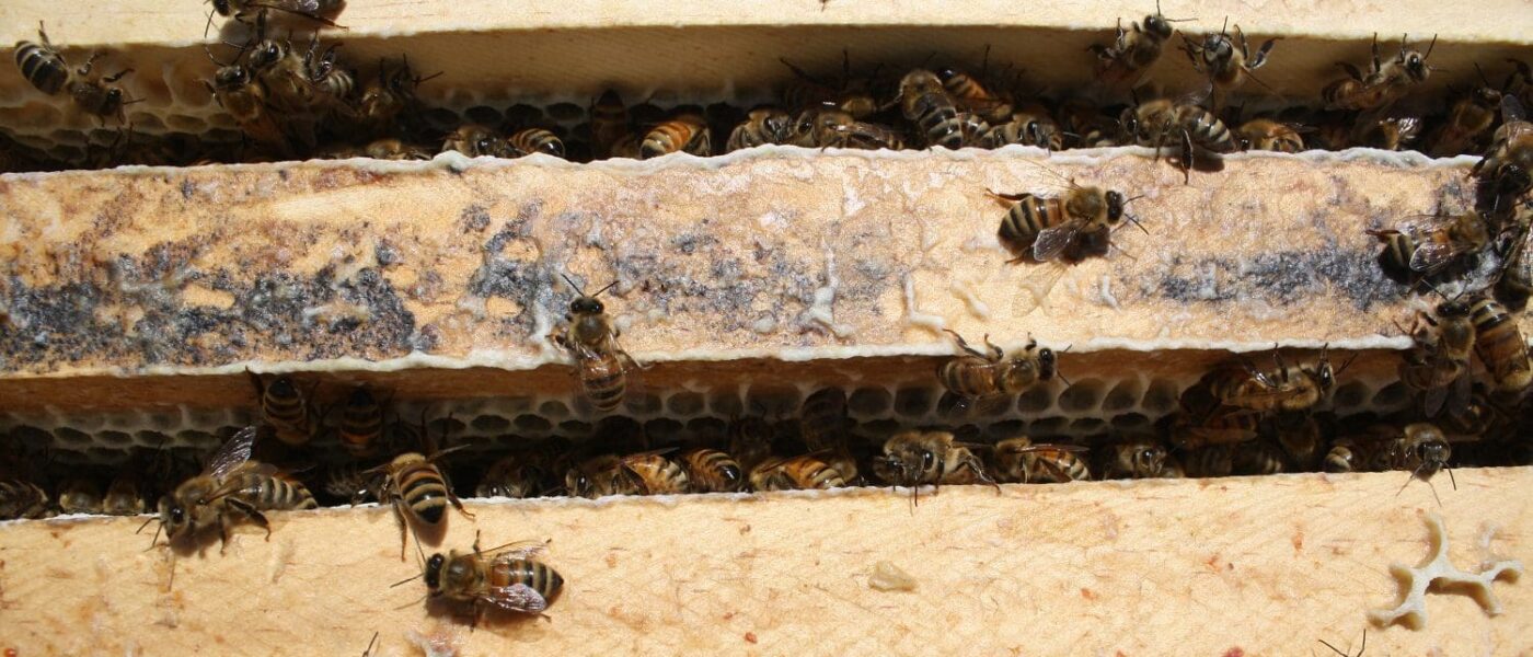 Honey bees.