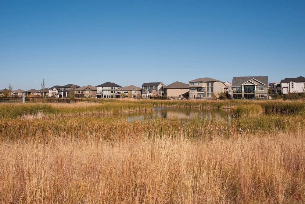 Naturalized wetland near an urban neighbourhood. 