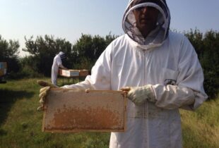 Habitat that helps the birds and the honeybees