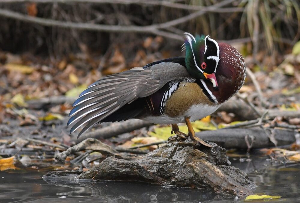 Conservation efforts have helped grow wood duck populations.