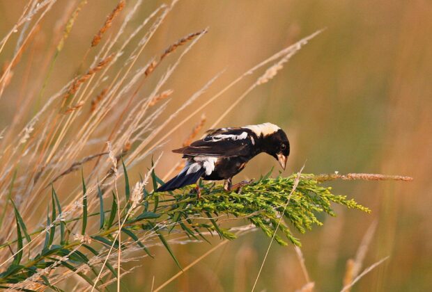 A grassland haven for the bobolink