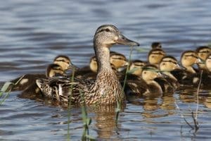Mallard brood and hen