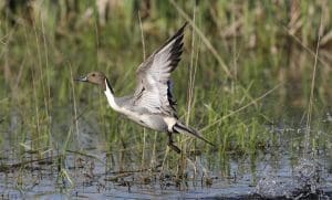 northern pintail