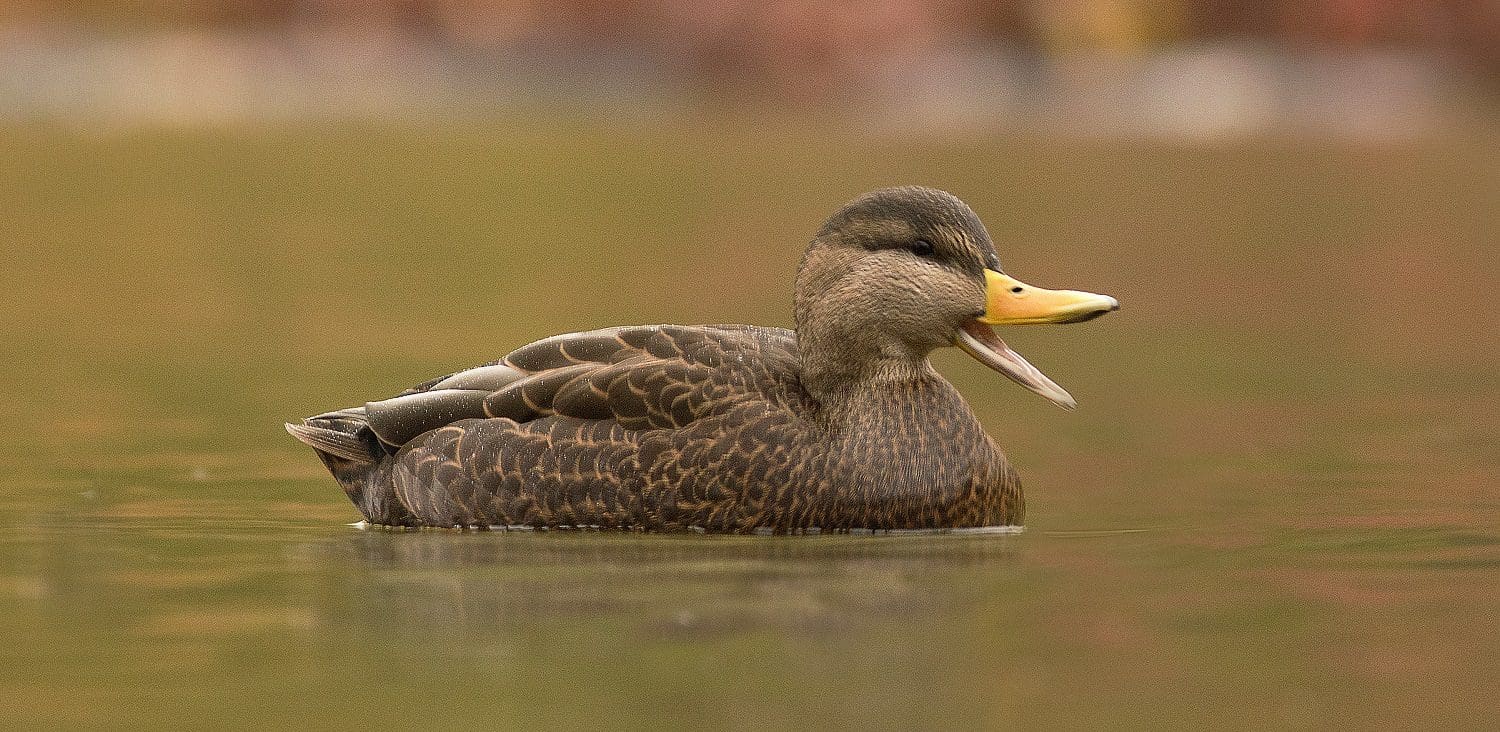 blackduck-atl-range