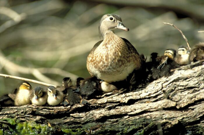 Wood duck hen with a brood of ducklings. 