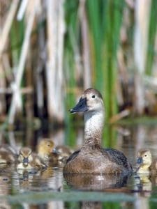 Canvasback hen with brood