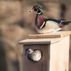 Wood Duck Nest Boxes