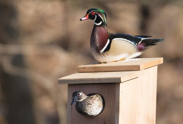 Wood Duck Nest Boxes