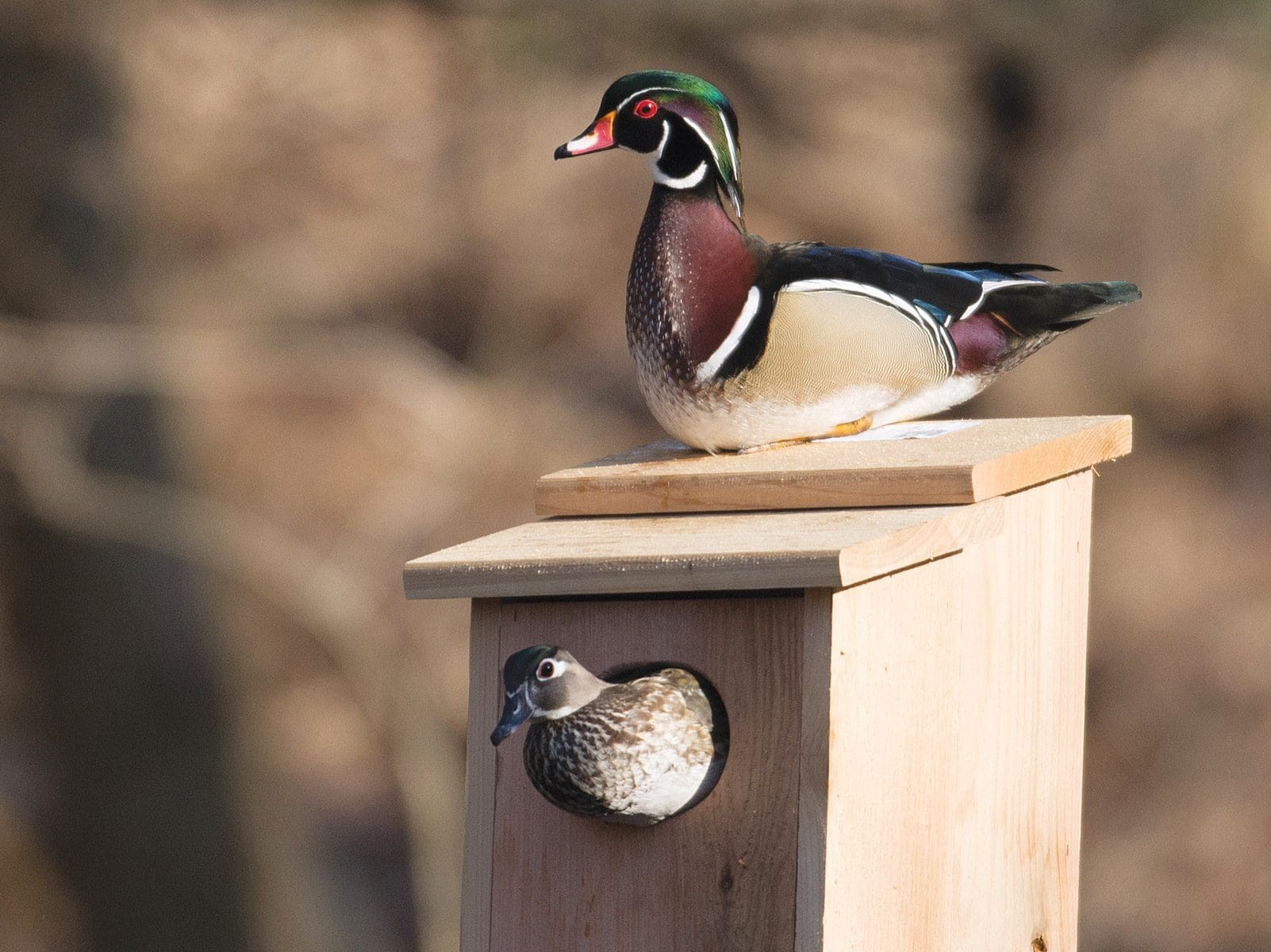 Wood Duck Nest Boxes Ducks Unlimited Canada
