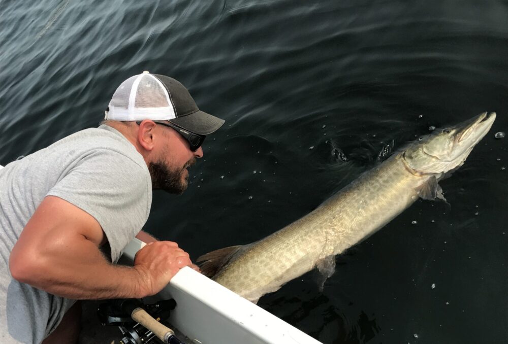 Pete Bostelmann releases a 49 inch muskie.