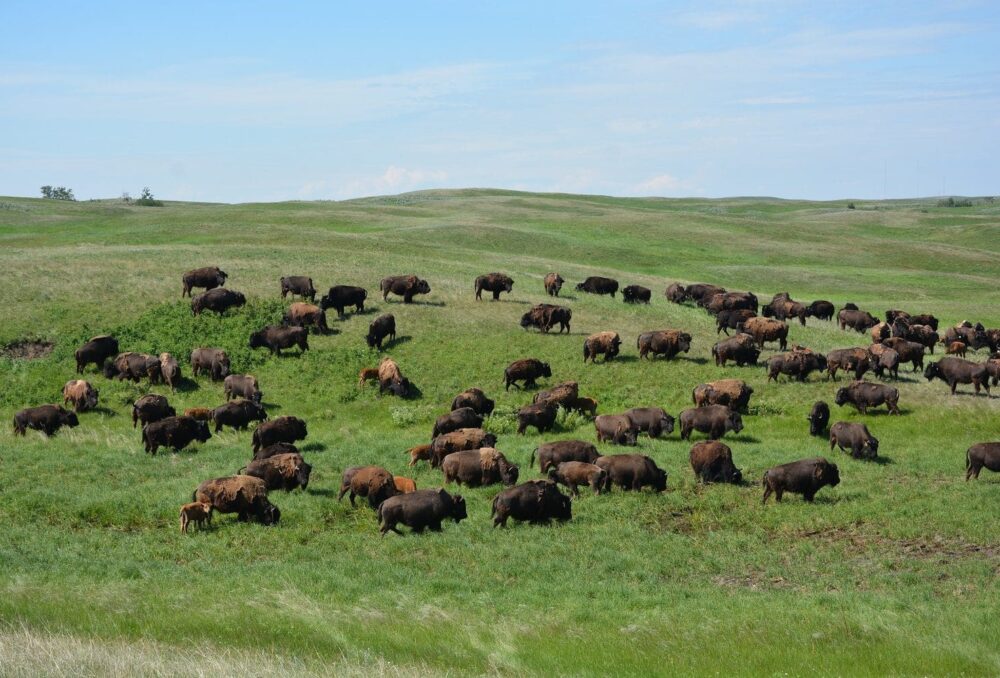 Bison roaming at the Shell Buffalo Hills Conservation Ranch.