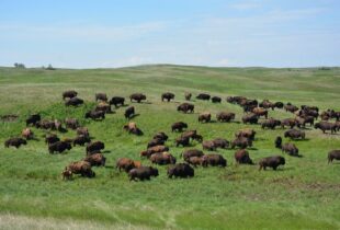 Alberta grasslands: where the buffalo roam again