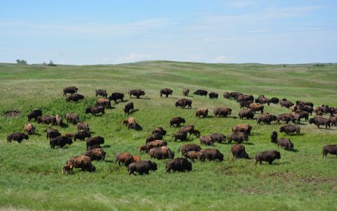 Alberta grasslands: where the buffalo roam again