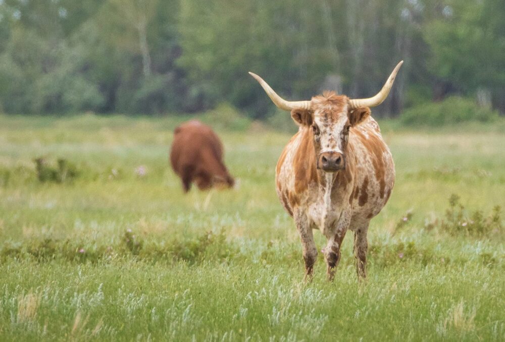 Cattle at the McKnight farm.