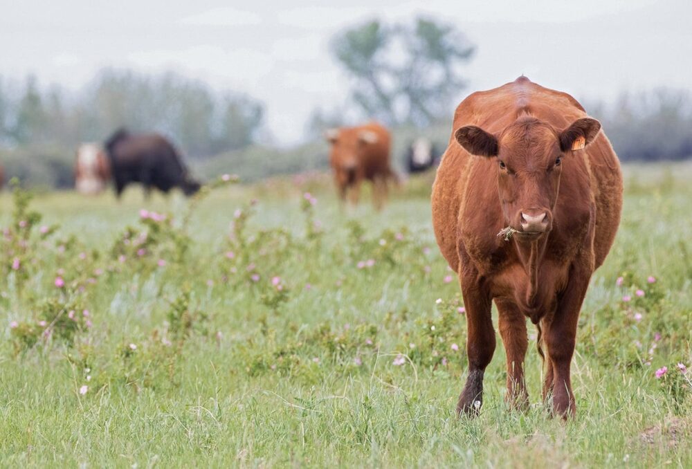 DUC programs provide flexibility to landowners while also ensuring habitat conservation.